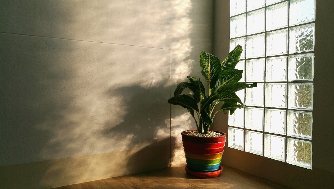 Corner of a Room with Glass Block Windows on the Right and a Potted Plant in a Colorful Planter in Front of the Windows